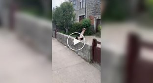 Positive reaction of a dog to a puppy