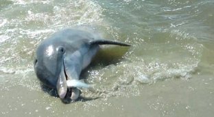 Аттракцион неслыханной жадности: дельфины выбрасываются за рыбой на берег (4 фото)