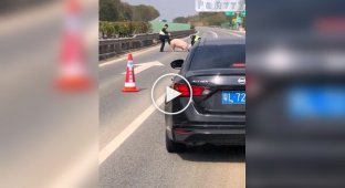 Китайские полицейские пытаются прогнать свинью с дороги