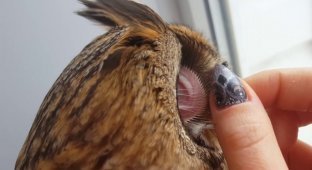This is what an owl's ear looks like (4 photos + 1 video)