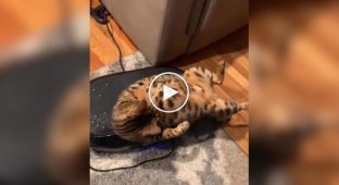 A cat found itself a vibrating massager