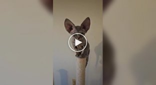 Devon Rex: an adorable long-eared cat breed