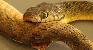 What happens if a poisonous snake bites itself? Unexpected Results of Observations (6 photos)