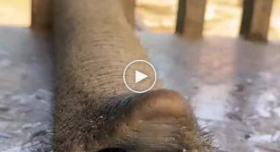 Elephant Eating Bananas Becomes an Internet Celebrity