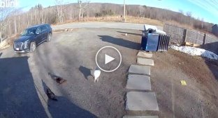 A brave security guard with wings: a goose didn't let a courier into a farm