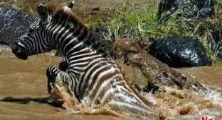 Крокодилы сьели зебру, жаль (8 фото)