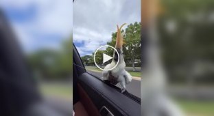 Feathered speed enthusiast