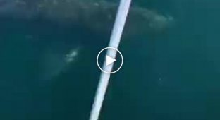 Пьяные люди решил испытать судьбу, когда заметили в океане акулу