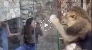 A lion in the Lebanese zoo and a girl who wants to take a selfie