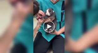 A rabbit is stressed at the vet's