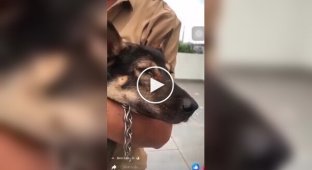 Плачущая собака, которая вновь встретила своего хозяина после тайфуна Яги