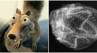 Canadians showed a well-preserved squirrel from the Ice Age (4 photos)