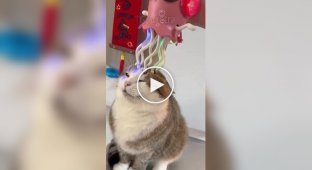 Вищий ступінь котячої насолоди