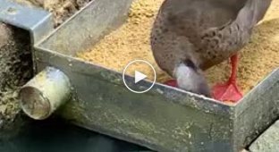 A duck that will share with others
