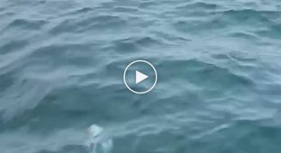 Огромная акула шокировала рыбаков в США