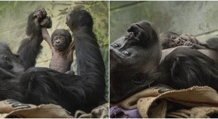 One of the rarest monkeys in the world was born in London (6 photos + 1 video)