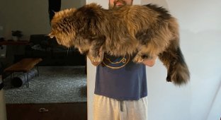 Maine Coons - majestic and huge kings of all cats (18 photos)