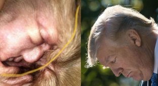 Женщина обнаружила Трампа в ухе своей собаки (6 фото)