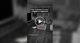 Соседи в шоке: какаду научился включать телевизор