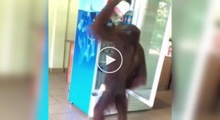 Орангутан забрал напиток из холодильника