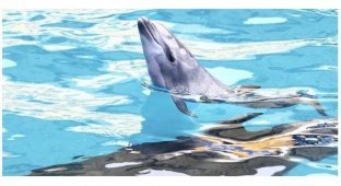 Самка дельфина стала мамой прямо во время выступления (4 фото + 1 видео)