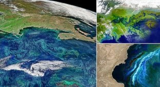 Satellite showed how algae are taking over the planet (8 photos)