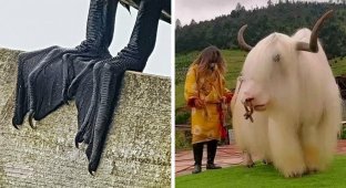 15 фото природних феноменів, які здатні ввести в ступор одним своїм виглядом (16 фото)