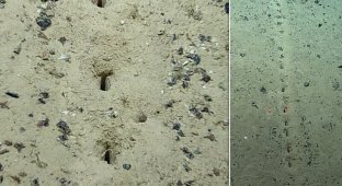 Ученых озадачили странные следы раскопок на дне океана (7 фото)