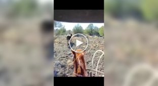This is what working as a cowboy looks like from a first-person perspective