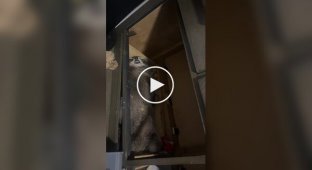 A man came across a sleeping raccoon in a garage