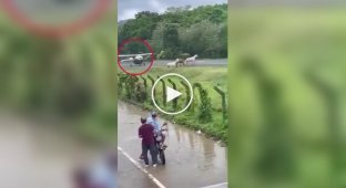 A plane almost crashed into three horses