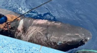 Arctic shark that can live 500 years found in the Caribbean (4 photos)