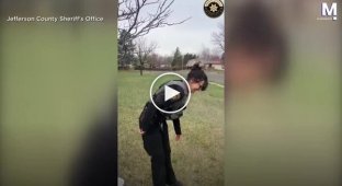 A woodpecker landed on a police car and refused to fly away