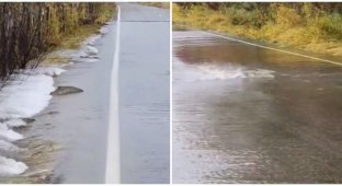 On the way to spawning, fish are forced to “cross the road” (2 photos + 1 video)