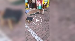 A cat chased away a dog that barked at her kitten