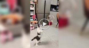 Cat's reaction to a soap bubble