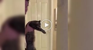 A humorous intelligence test for pets