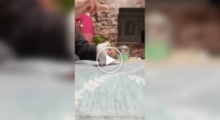 Парень научил своего попугая делать заднее сальто