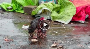Mother hen sheltered her chicks from heavy rain