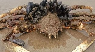 “They can destroy the city”: “alien” jellyfish and crabs were spotted on the beach (4 photos)