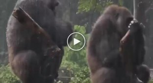 Just like humans: a monkey tries to apologize