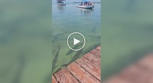 Feeding the fish didn't go according to plan