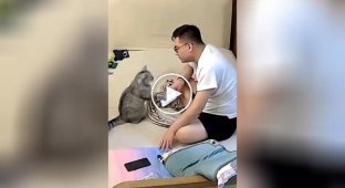 Кот отвлек внимание хозяина от смартфона