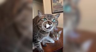 Двойное кошачье кекеке