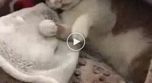 Поделился с котиком, романтическим настроением