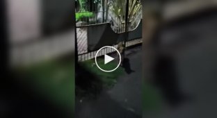 Собака сменила сторону забора и вспомнила о своей работе