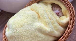 В сети рассказали о необычном японском «ритуале здоровья» для спасённых котят (4 фото)