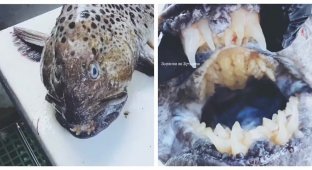 Мурманский рыбак выловил зубастую рыбу (6 фото + 1 видео)