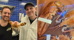 People saved an extremely rare orange lobster (3 photos + 1 video)