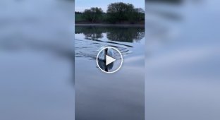 Лебедь - самая грациозная птица